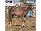 2021 AQHA Filly - Unstarted and ready to start your way