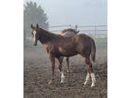 2023 AQHA Colt Prospect "Wreckless Time"