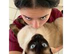 Experienced and Reliable Pet Sitter in Caguas, Puerto Rico - $10/Hour (tips are