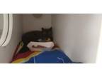 Adopt Purr-Snickity a Domestic Short Hair