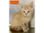 Adopt Aquemini a Domestic Short Hair