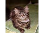 Adopt Bellatrix a Domestic Medium Hair, Domestic Short Hair