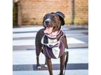 Adopt Della a American Staffordshire Terrier, Labrador Retriever