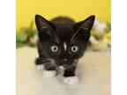 Adopt Olympia a Domestic Short Hair