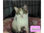 Adopt Rosie a Calico
