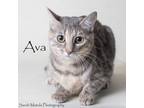 Adopt Ava a Domestic Short Hair