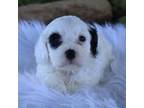 Cavapoo Puppy for sale in Platteville, WI, USA