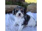 Cavapoo Puppy for sale in Platteville, WI, USA
