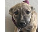 Adopt Chamomile a Mixed Breed