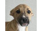 Adopt Basil a Mixed Breed