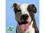 Adopt Winter a Mixed Breed