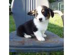 Pembroke Welsh Corgi Puppy for sale in Jenkins, MO, USA