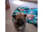 Pomeranian Puppy for sale in Kinston, NC, USA