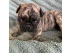 Pug Puppy for sale in Schulenburg, TX, USA