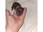 Miniature Pinscher Puppy for sale in Ocala, FL, USA