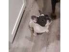 French Bulldog Puppy for sale in Lubbock, TX, USA