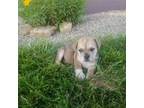 Bulldog Puppy for sale in Montgomery, IN, USA