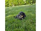 Dachshund Puppy for sale in Arthur, IL, USA