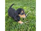 Dachshund Puppy for sale in Arthur, IL, USA