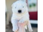 Samoyed Puppy for sale in Perry, NY, USA