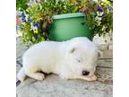 Samoyed Puppy for sale in Perry, NY, USA