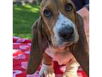 Basset Hound Puppy for sale in Cedar Lake, IN, USA