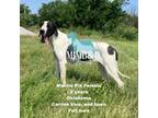 Great Dane Puppy for sale in Locust Grove, OK, USA