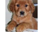 Golden Retriever Puppy for sale in Hillsboro, WI, USA