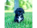 Cavapoo Puppy for sale in Newberry, SC, USA