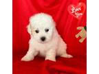 Maltipoo Puppy for sale in San Francisco, CA, USA