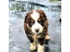 Miniature Australian Shepherd Puppy for sale in College Station, TX, USA