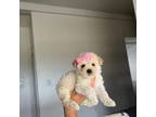 Maltipoo Puppy for sale in Costa Mesa, CA, USA