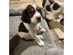 English Springer Spaniel Puppy for sale in Phoenix, AZ, USA