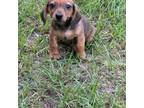 Dachshund Puppy for sale in Augusta, ME, USA