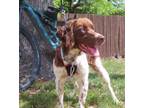 Adopt UT/Maggie (Adoption Pending) a Brittany Spaniel