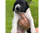 German Shorthaired Pointer Puppy for sale in Richlands, NC, USA