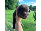 Labrador Retriever Puppy for sale in Gold Hill, NC, USA