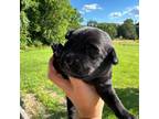 Labrador Retriever Puppy for sale in Gold Hill, NC, USA