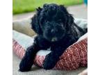 Goldendoodle Puppy for sale in Benicia, CA, USA