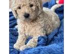 Goldendoodle Puppy for sale in Benicia, CA, USA