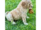 Goldendoodle Puppy for sale in Benicia, CA, USA