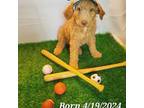 Goldendoodle Puppy for sale in Sellersburg, IN, USA