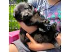 German Shepherd Dog Puppy for sale in Basom, NY, USA