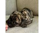 Bulldog Puppy for sale in Franklin, TN, USA