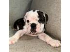 Bulldog Puppy for sale in Franklin, TN, USA