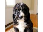 Mutt Puppy for sale in Napoleon, OH, USA