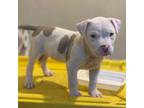 American Pit Bull Terrier Puppy for sale in Copiague, NY, USA
