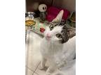 Adopt Mama Oreo a Domestic Short Hair