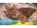 Adopt Eleanore - available soon a Domestic Short Hair