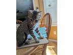 Adopt Feather a Tabby, Domestic Short Hair